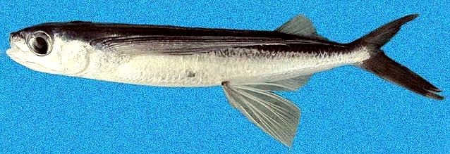 Hirundichthys speculiger_07